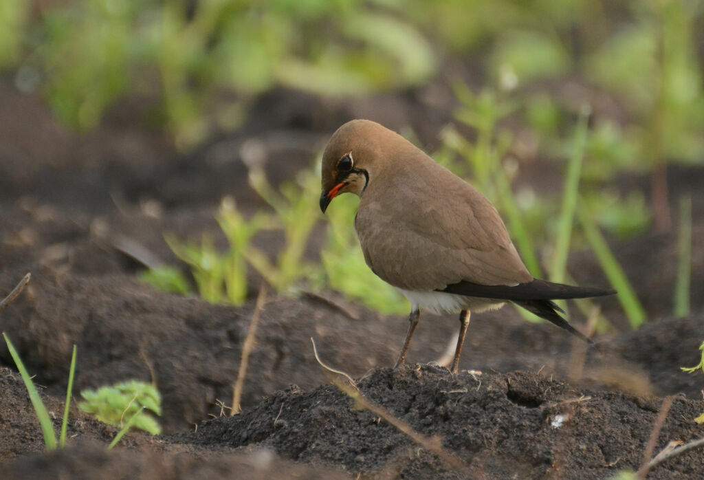 Collared Pratincoleadult, identification