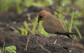 Collared Pratincole