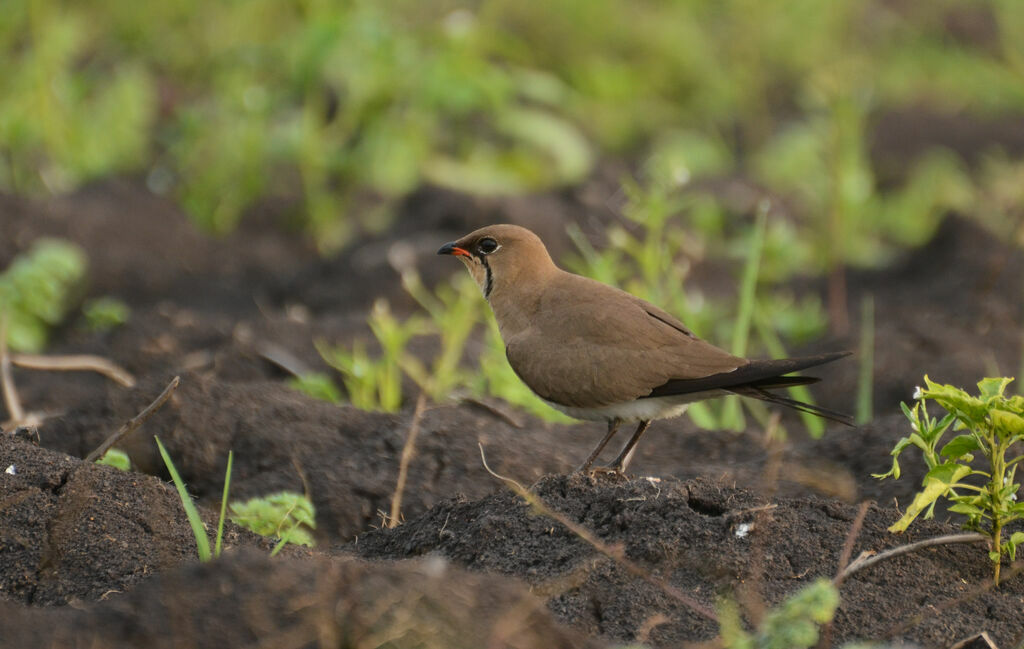 Collared Pratincoleadult, identification