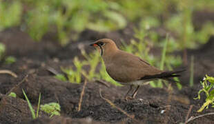 Collared Pratincole