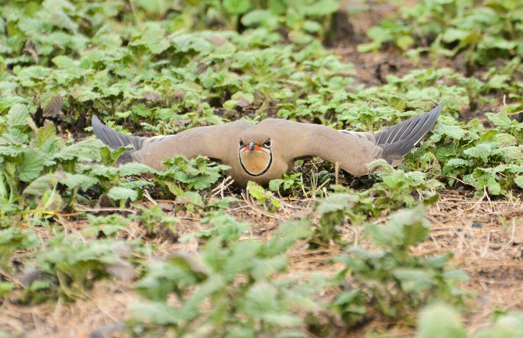 Collared Pratincoleadult, Behaviour