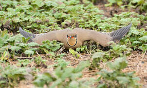 Collared Pratincole