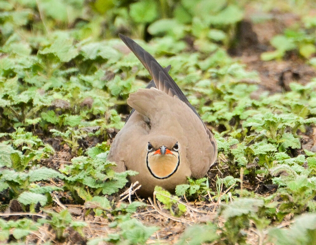 Collared Pratincoleadult, Behaviour