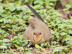 Collared Pratincole