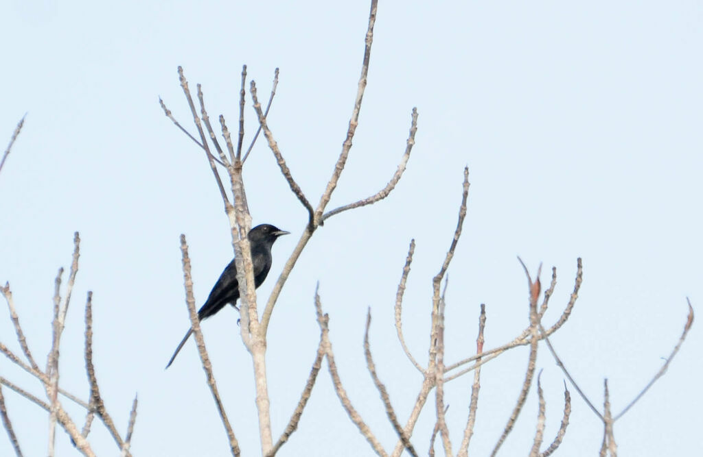 Gobemouche drongo