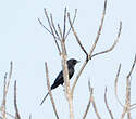 Gobemouche drongo