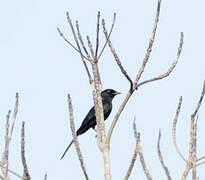 Northern Black Flycatcher