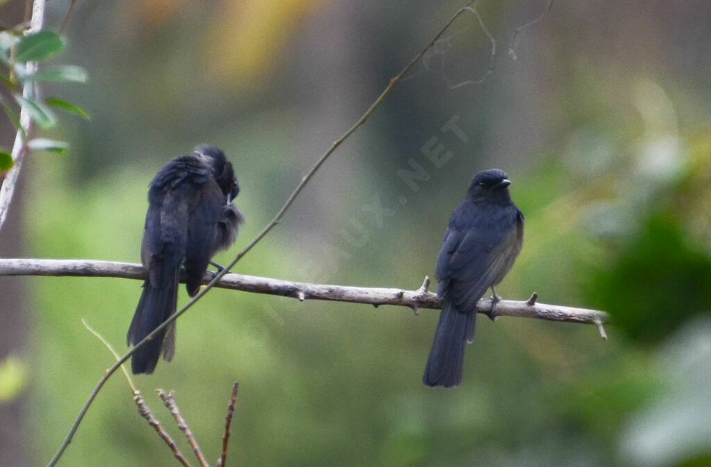 Northern Black Flycatcheradult