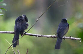 Gobemouche drongo