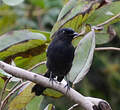 Gobemouche drongo