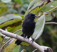 Northern Black Flycatcher