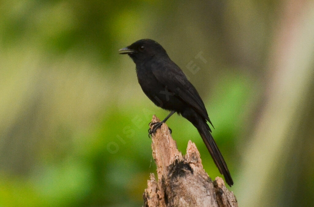 Northern Black Flycatcheradult