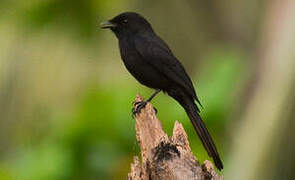 Gobemouche drongo