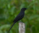 Gobemouche drongo