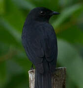 Northern Black Flycatcher