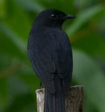 Gobemouche drongo