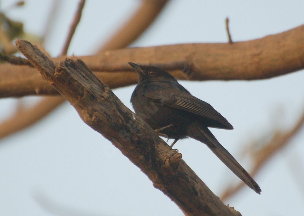 Gobemouche drongo