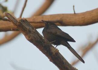 Gobemouche drongo