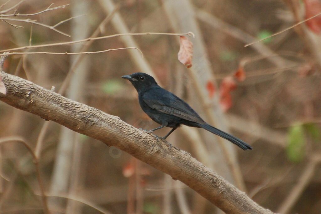 Northern Black Flycatcheradult, identification