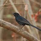 Gobemouche drongo