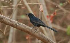 Gobemouche drongo