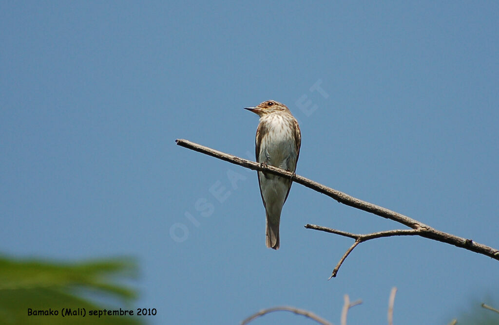 Spotted Flycatcheradult