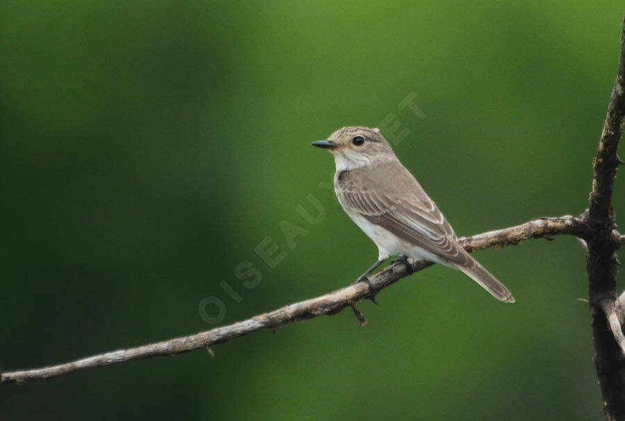 Spotted Flycatcher