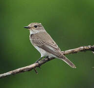 Spotted Flycatcher