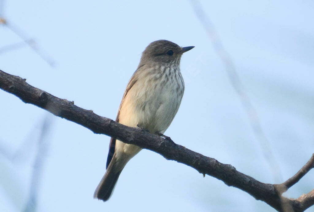 Spotted Flycatcher