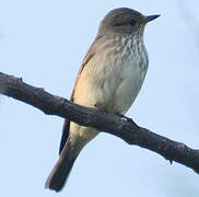 Spotted Flycatcher