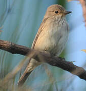 Spotted Flycatcher