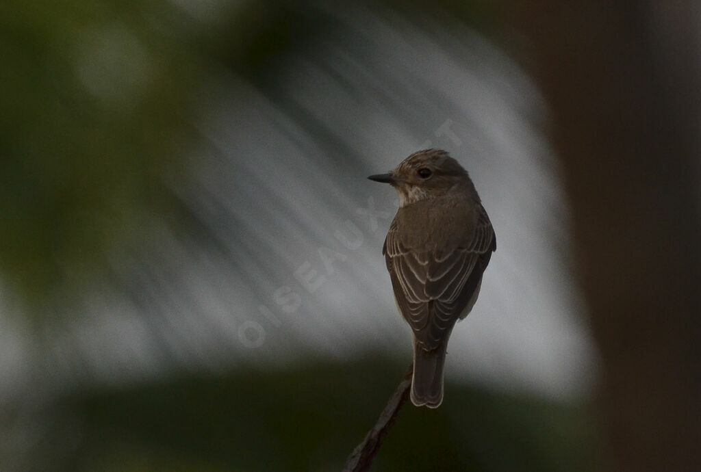 Spotted Flycatcheradult, close-up portrait