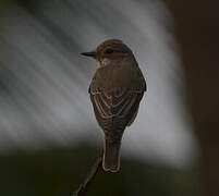 Spotted Flycatcher