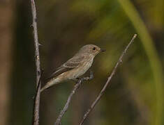 Spotted Flycatcher