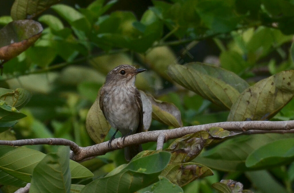 Spotted Flycatcheradult, identification