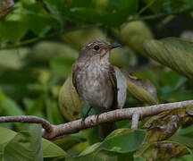 Spotted Flycatcher