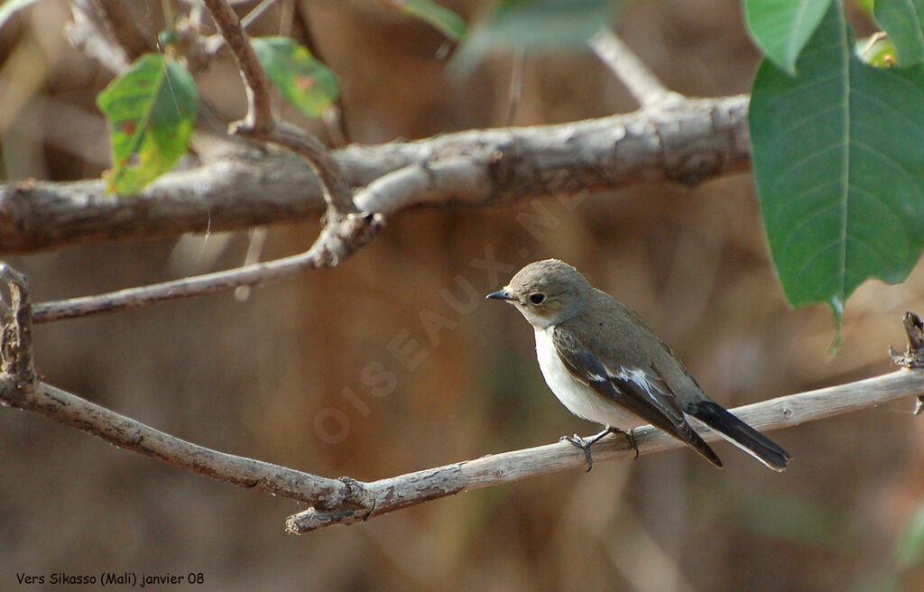 European Pied Flycatcher