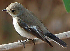 European Pied Flycatcher