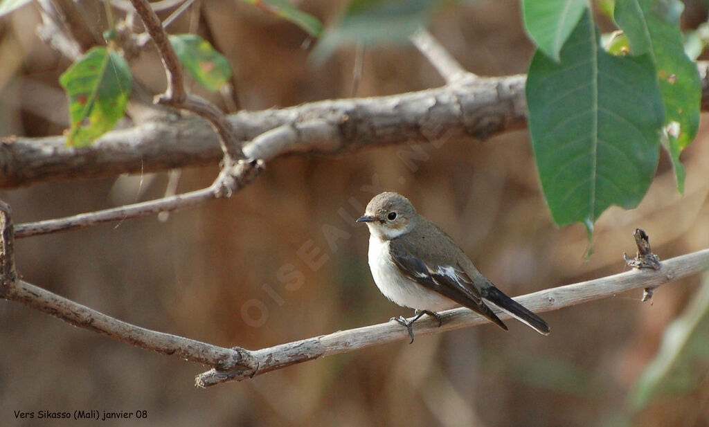 European Pied Flycatcher