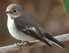 European Pied Flycatcher