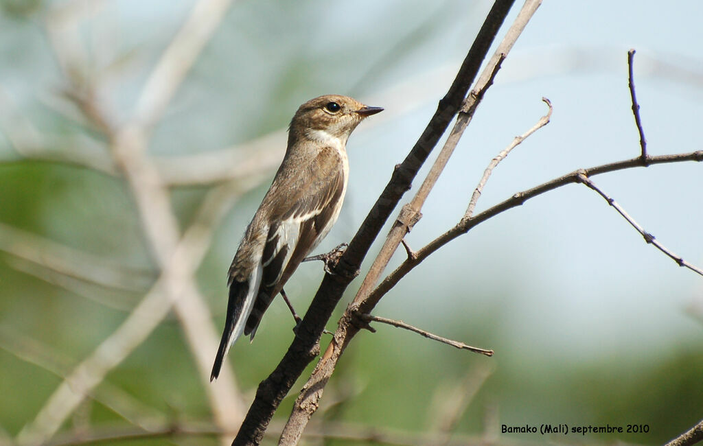 European Pied Flycatcheradult