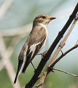 European Pied Flycatcher