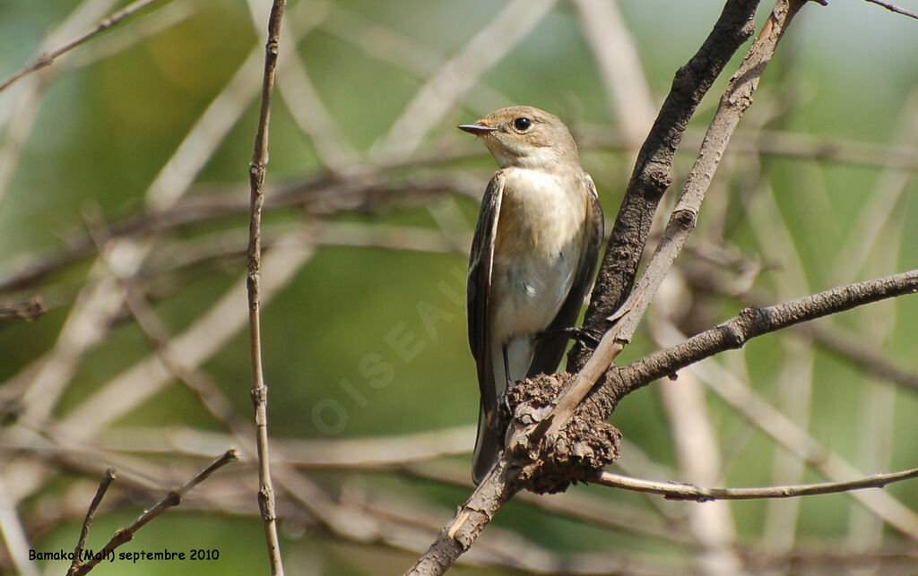 European Pied Flycatcheradult