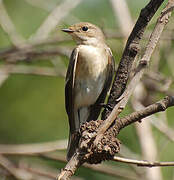 European Pied Flycatcher