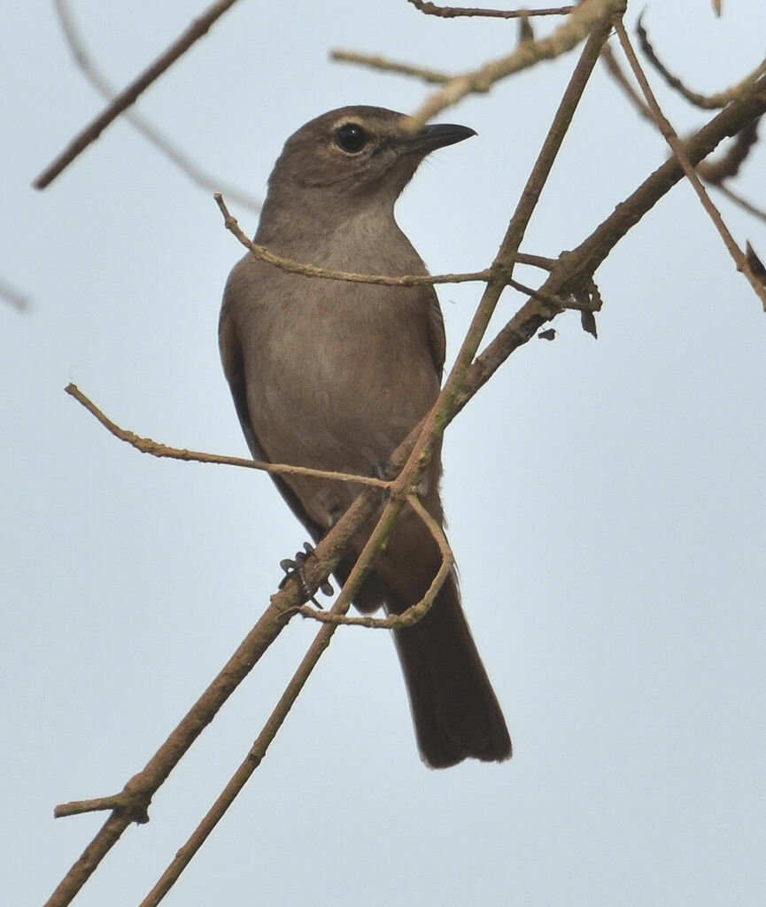 Gobemouche pâleadulte, identification