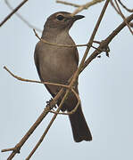 Pale Flycatcher