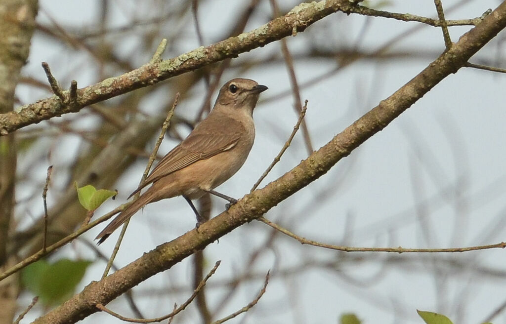 Pale Flycatcheradult, identification