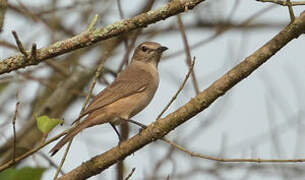 Pale Flycatcher