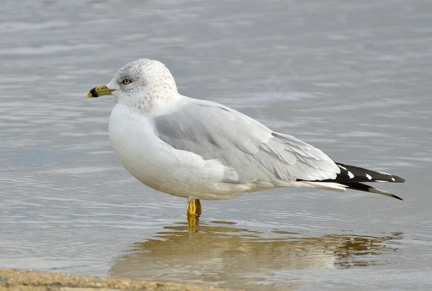 Ring-billed Gulladult, identification