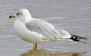 Ring-billed Gull